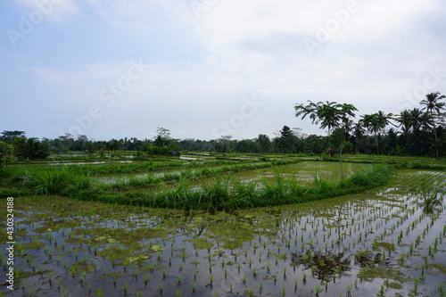 view of rice fields and sky