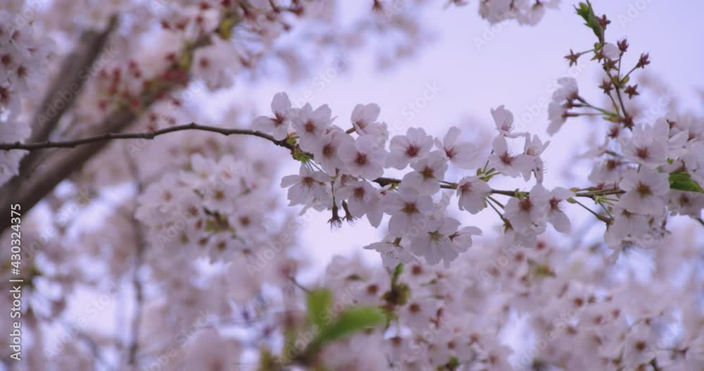 A high speed of cherry blooms at the park close shot A high speed of cherry blooms at the park close shot