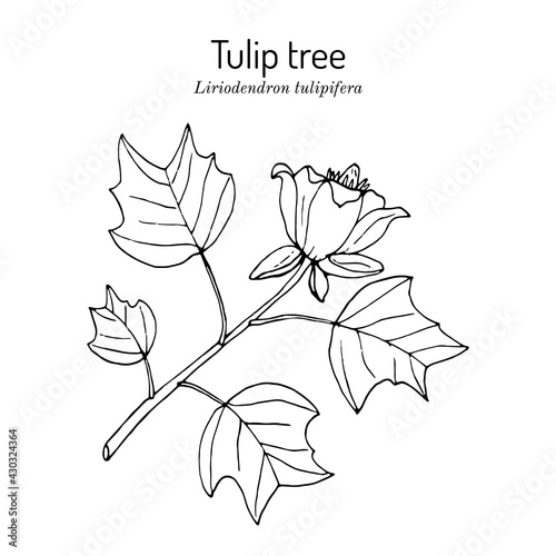American tuliptree, or tulip poplar liriodendron tulipifera , state tree of Kentucky