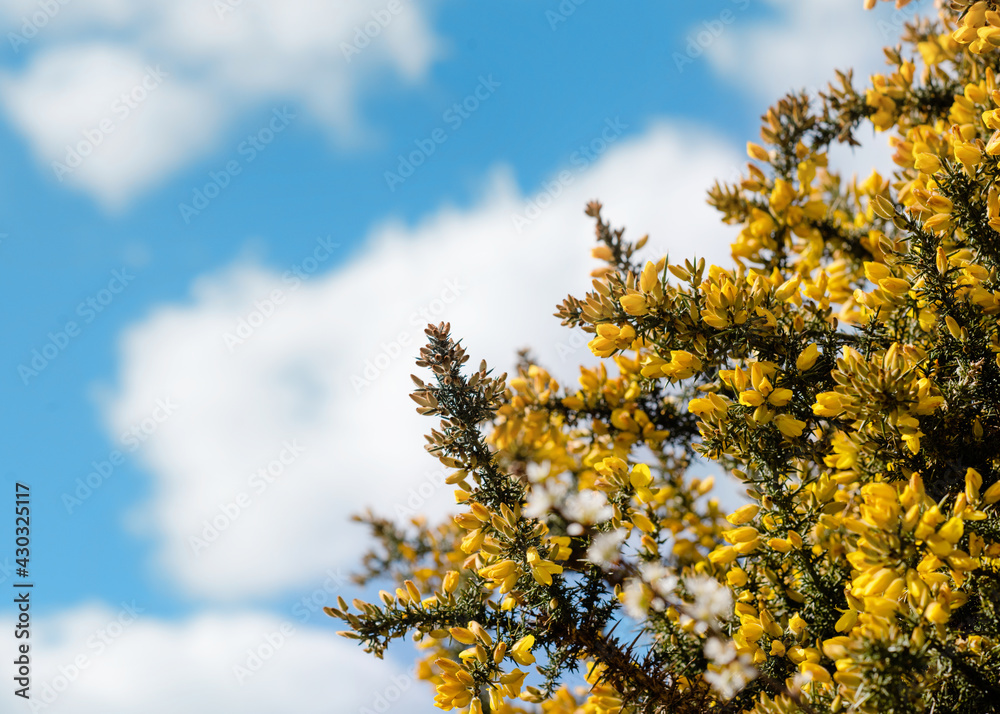 yellow flowers on blue sky background on spring day yellow flowers on blue sky background on spring day
