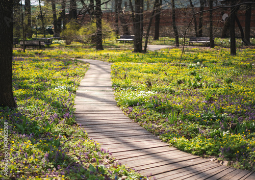 Wooden path in a green spring park, a place for walks