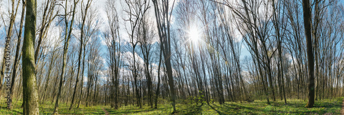 panorama spring forest trees. nature green wood sunlight backgrounds.