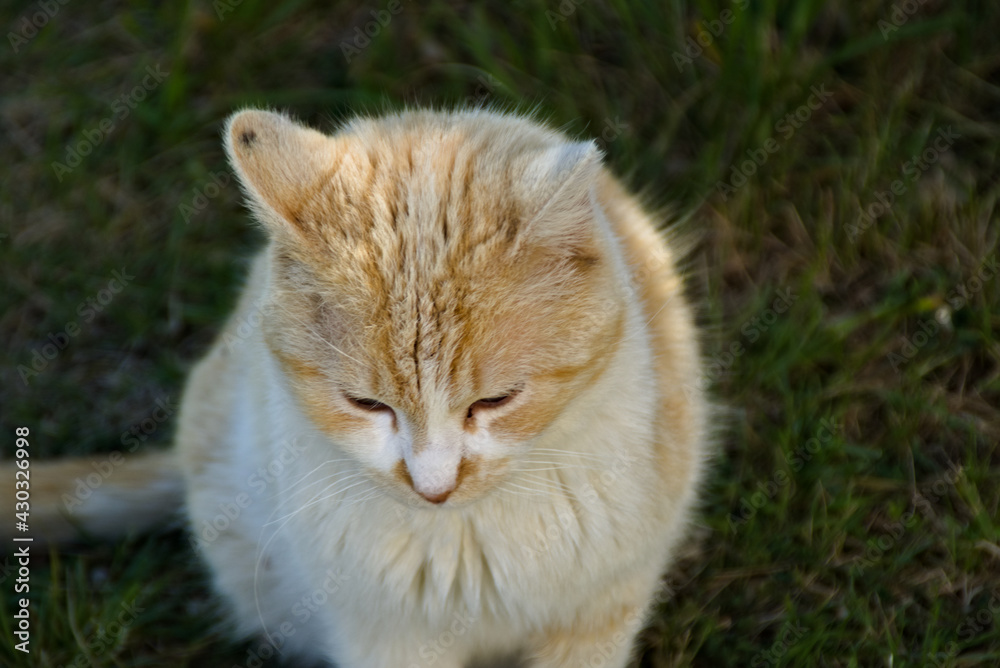 Gattino rosso e bianco in primavera Gattino rosso e bianco in primavera