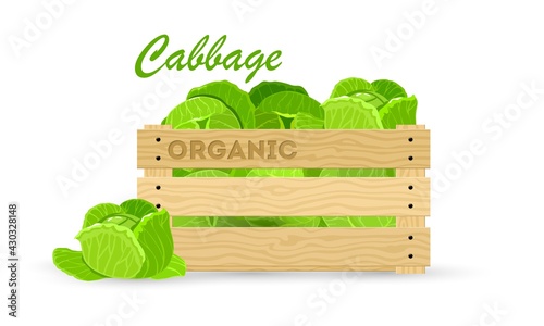 Cartoon of fresh product, green healthy eating, vegetarian. Vector full container of cabbage, organic healthy food, vegan nutrition. Idea of go green, natural vegetable, farm harvest isolated on white