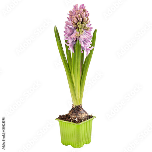 Beautiful pink hyacinth in flowerpot