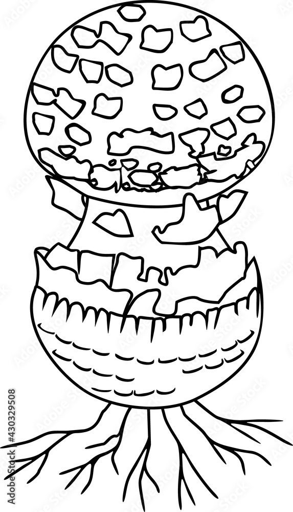 Coloring page with Fly agaric (Amanita muscaria) mushroom isolated on white background Coloring page with Fly agaric (Amanita muscaria) mushroom isolated on white background