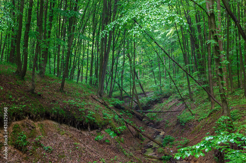 Green spring wet forest with paths and streams