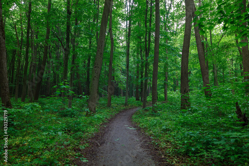 Green spring wet forest with paths © trotzolga