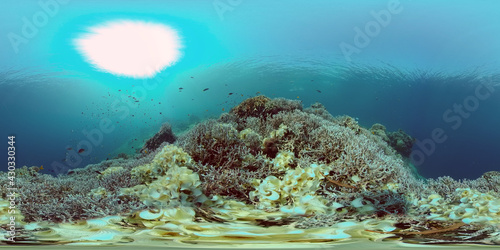 Underwater fish reef marine. Tropical colourful underwater seascape. Philippines. Virtual Reality 360.