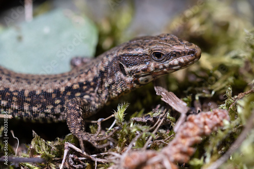Detail photograph of a common wall lizard © Gonzalo