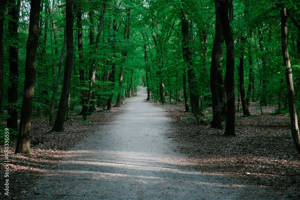 Amazing forest path deep in the green woodland. Empty road.