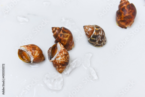 Cuadro en lienzo Babylonia areolata shellfish seafood on white plate ready for eat or cooked, Spo