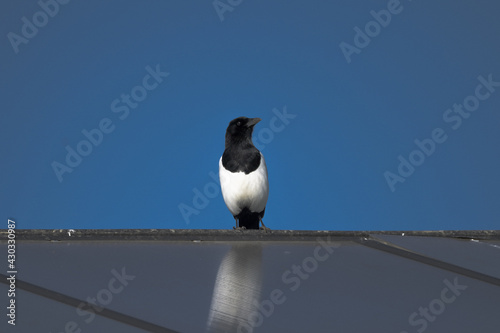 penguin on the beach