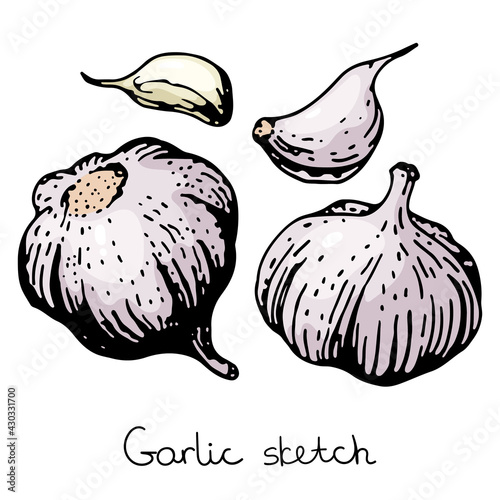 Garlic sketch illustration Vector hand drawn set of garlic