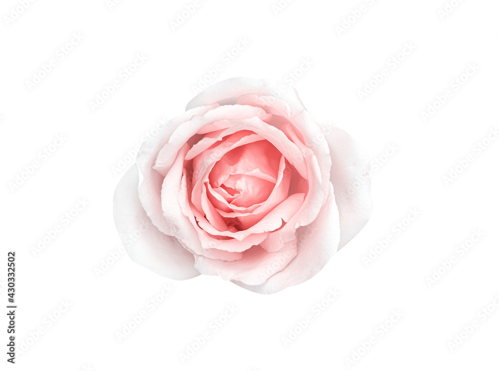 Single rose flower pink petal isolated on white background , clipping path Single rose flower pink petal isolated on white background , clipping path
