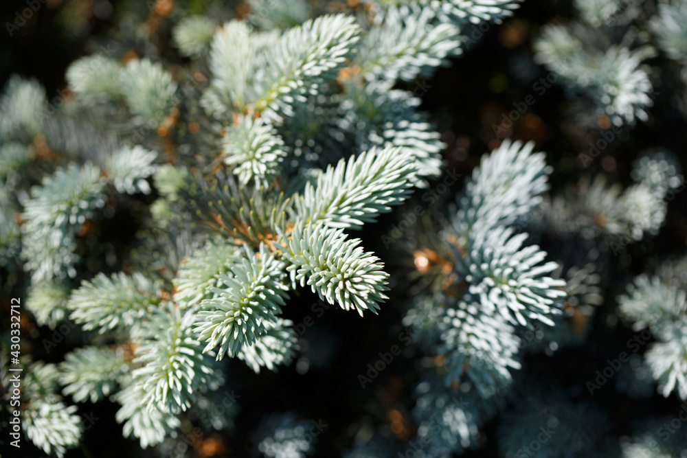 Natural wallpaper branches of blue spruce, close.