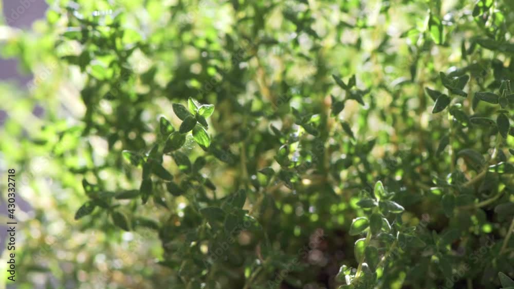 Details, Makro von einzelnen Blättern des Thymian im Sonnenlicht mit weicher Bewegung. Licht und Schatten und geringe, selektive Schärfe Details, Makro von einzelnen Blättern des Thymian im Sonnenlicht mit weicher Bewegung. Licht und Schatten und geringe, selektive Schärfe