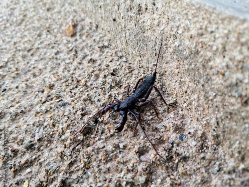 Black scorpion larvae walk on the ground.