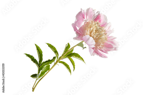 Delicate Japanese shape peony flower with pink petals and yellowish stamens isolated on white background.