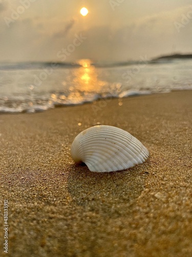 seashell on the beach..