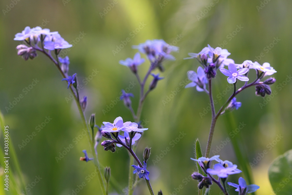 Forget-me-not forest, a low plant with small blue flowers consisting of five petals.