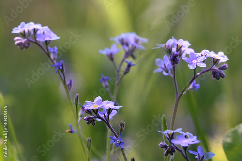 Forget-me-not forest, a low plant with small blue flowers consisting of five petals.