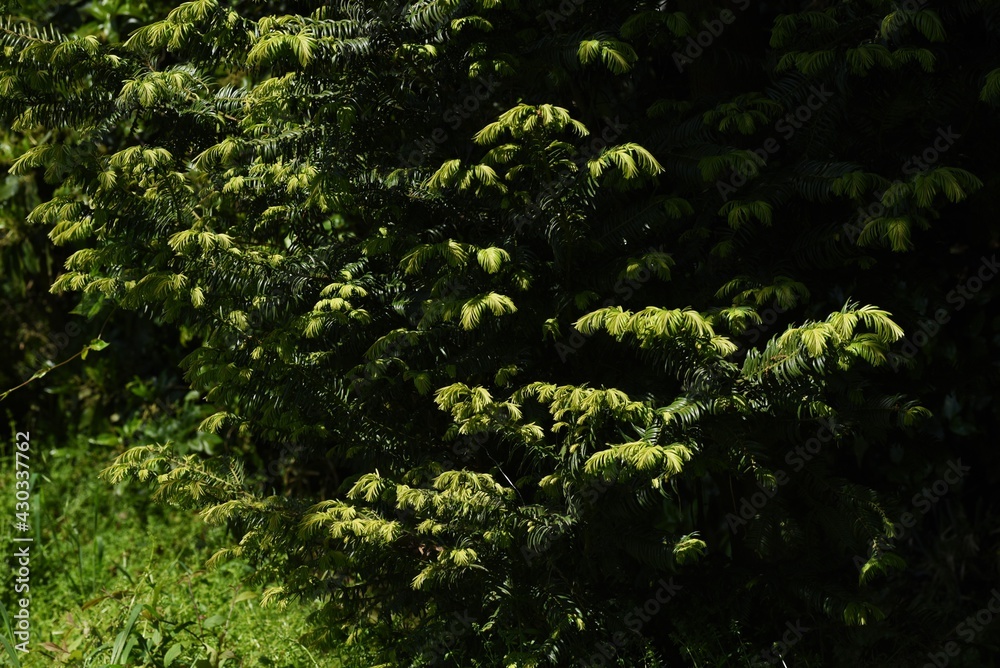 Fototapeta premium Japanese plum yew. Taxaceae evergreen conifer.