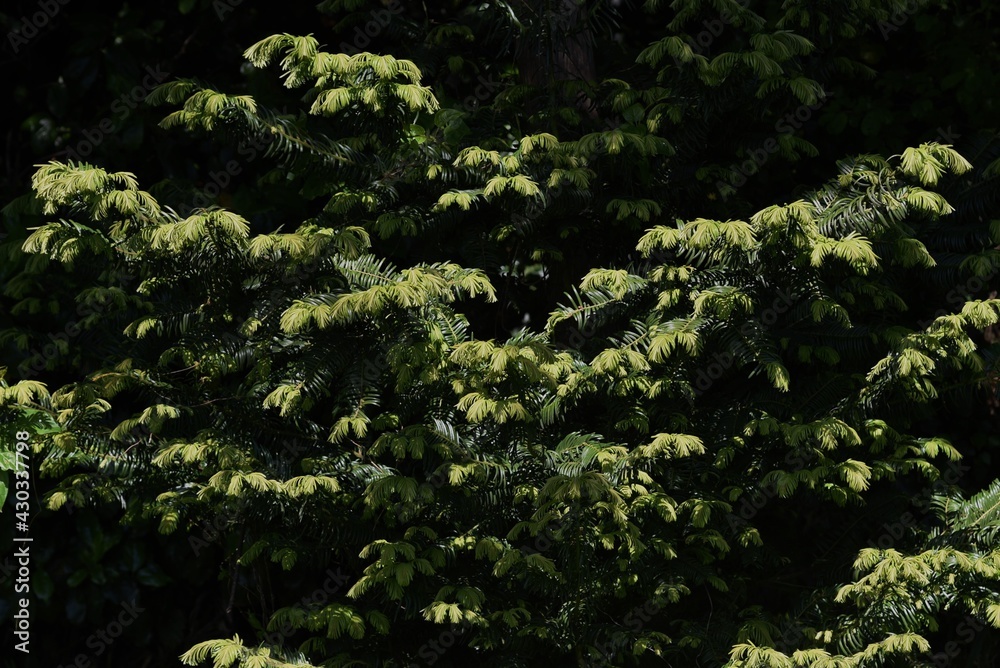 Japanese plum yew. Taxaceae evergreen conifer. Japanese plum yew. Taxaceae evergreen conifer.