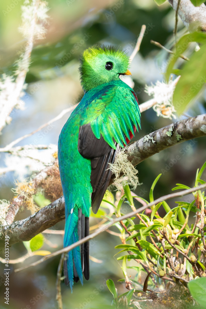 Obraz premium Resplendent Quetzal, Pharomachrus mocinno, Savegre in Costa Rica, with green forest in background. Magnificent sacred green and red bird. Birdwatching in jungle.