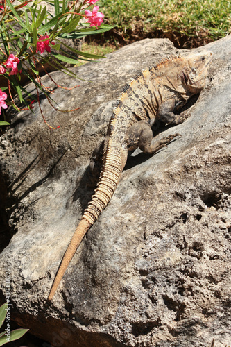 Black spiny-tailed iguana climbing a rock  Ctenosaura similis  Riviera Maya  Mexico