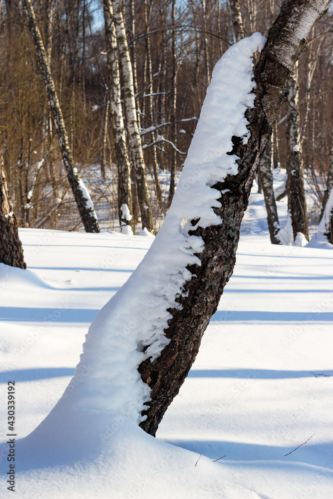 Naklejka premium Snow crawling on the tree. White snow accumulated on a birch in a winter forest during a thaw