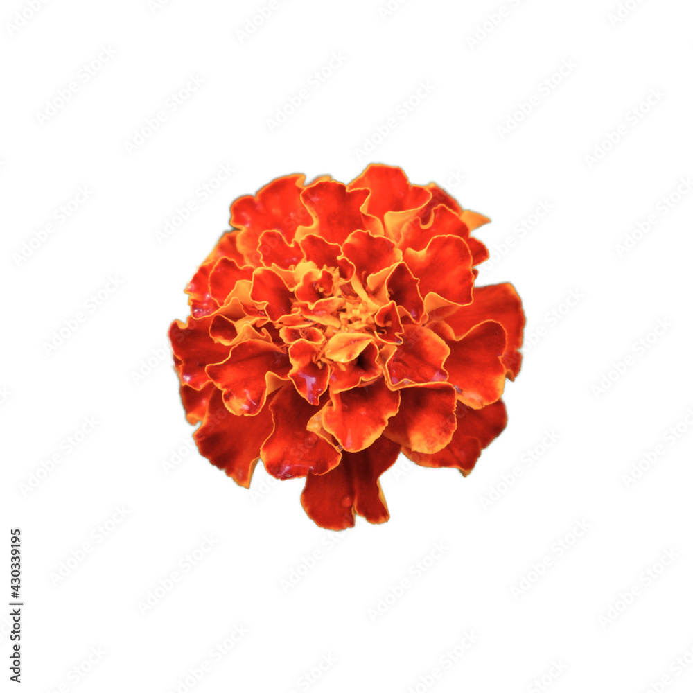 One marigold flower, close-up. A bright flower with dew on the petals. Isolated on white background. One marigold flower, close-up. A bright flower with dew on the petals. Isolated on white background.