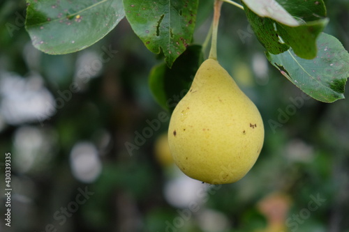 Ripe pear fruit on a tree branch, close-up.