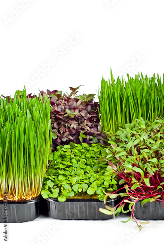 Microgreen of wheat  amaranth  beets and basil isolated on a white background. Texture of green stems close up. Different types of sprouts.