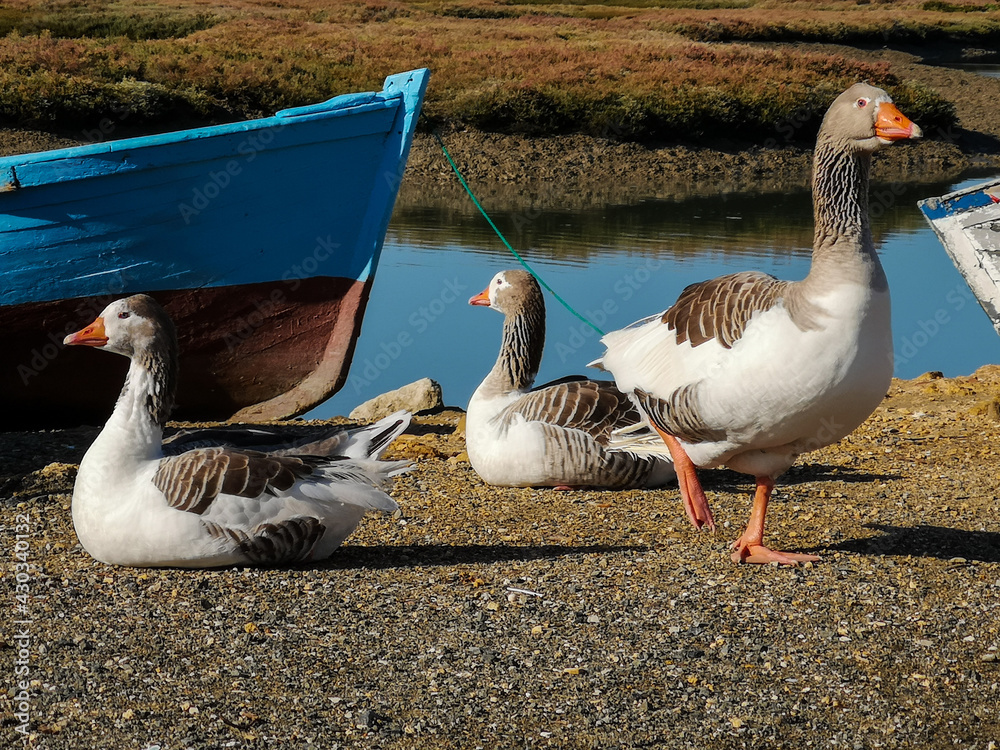 patos