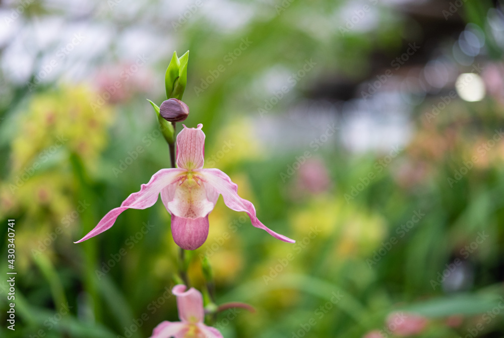 The beautiful flower of orchid in the botanical garden with the blurred background for your design. Fresh and bright spring or summer background. The beautiful flower of orchid in the botanical garden with the blurred background for your design. Fresh and bright spring or summer background.
