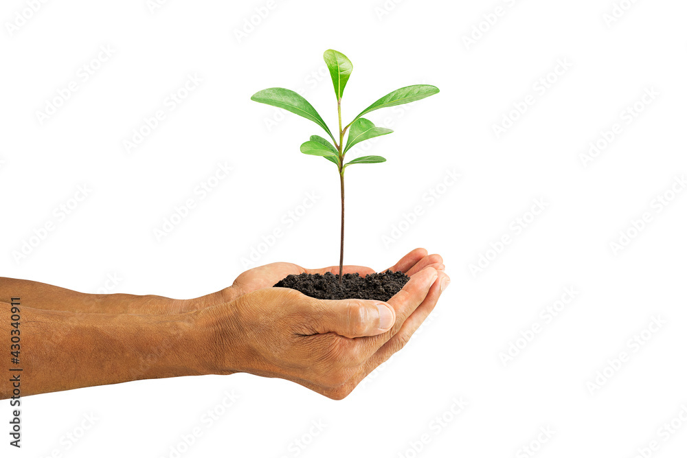 © shark749 - Hands holding green sprout isolated on white background with clipping path, environmental concept © shark749 - Hands holding green sprout isolated on white background with clipping path, environmental concept