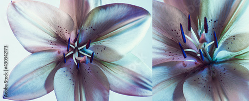 Panel kuchenny z motywem A lily flower of abstract color. White background, isolated