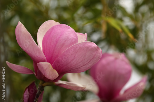 Closeup view of beautiful blooming magnolia tree outdoors. Space for text