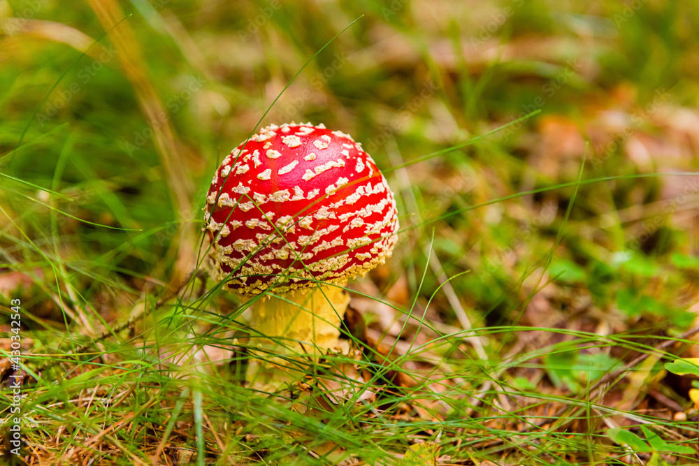 Fly agaric mushroom grows in a deep forest Fly agaric mushroom grows in a deep forest