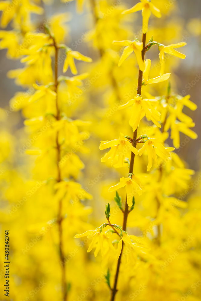 Amazing yellow Forsythia flowers. Golden Bell, Border Forsythia blooming in spring garden. Amazing yellow Forsythia flowers. Golden Bell, Border Forsythia blooming in spring garden.