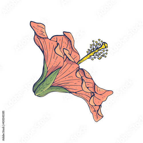 Line art vintage pink hibiscus flower with dark blue outline isolated on white background. Stock vector illustration.