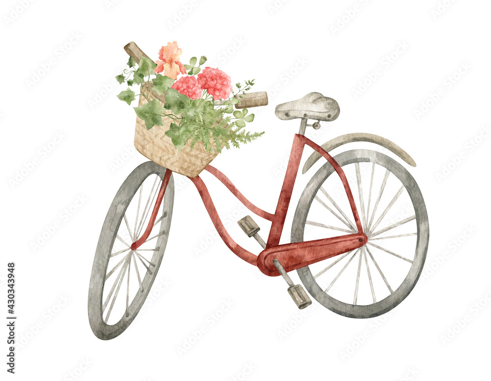 Watercolor red bicycle with basket with summer flowers. Retro bike, vintage transport