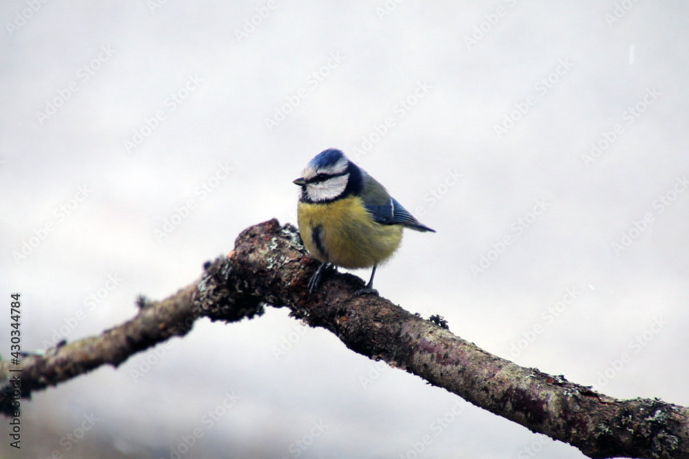 Obraz premium Beautiful blue and yellow bird on branch