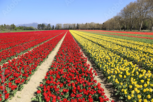 Southern France. Spring landscape. Tulip fields in Provence