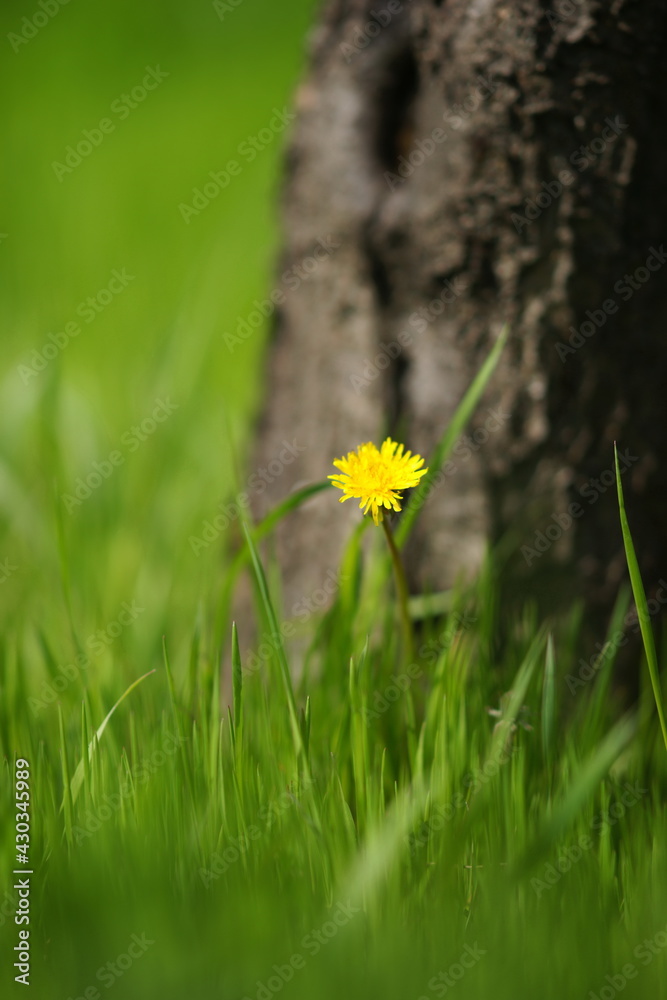 Yellow dandelion flower grow near tree trunk in green grass. Spring garden Yellow dandelion flower grow near tree trunk in green grass. Spring garden