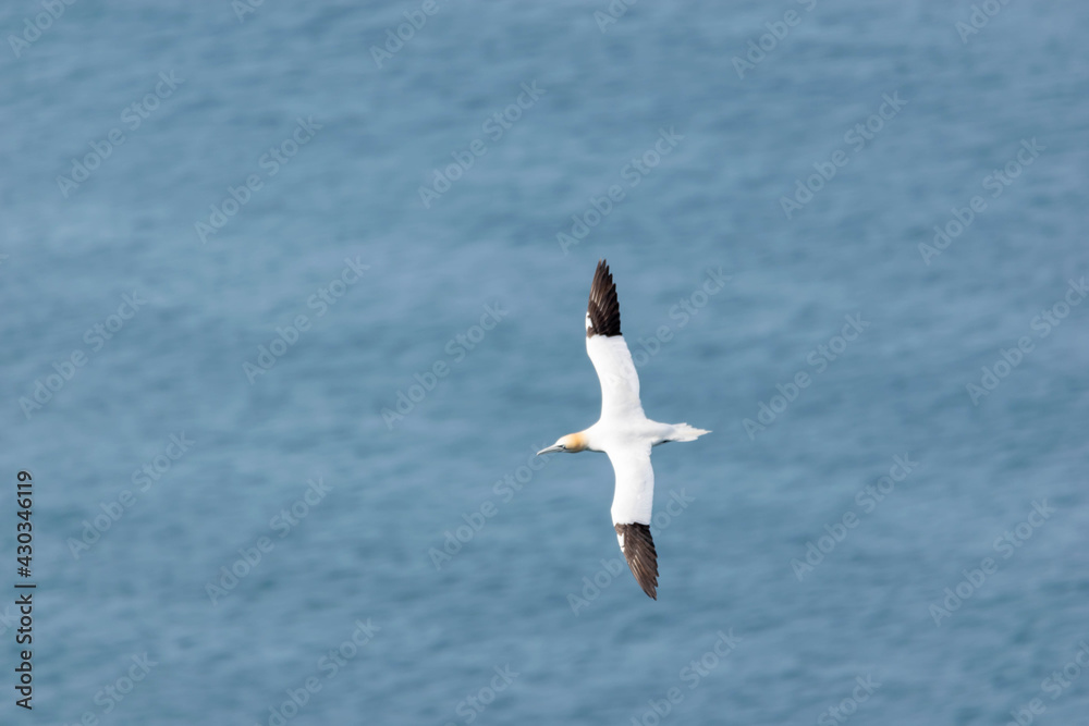 seagull in flight seagull in flight