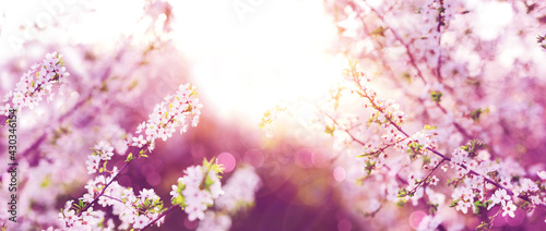 Branches of blossoming cherry on sunny background.
Panorama size landscape. 
Pink flowers.
Spring banner.
