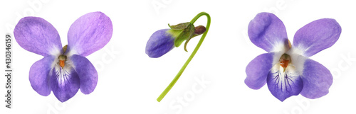 Set with beautiful wood violets on white background, banner design. Spring flowers