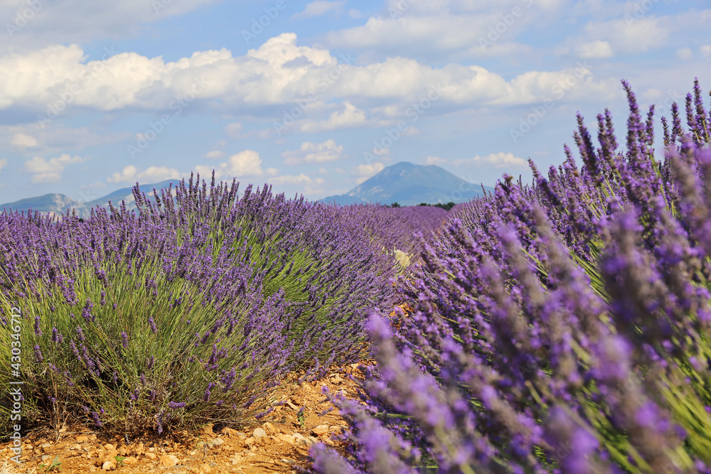 France, plateau Valensole, Provence: lavender field